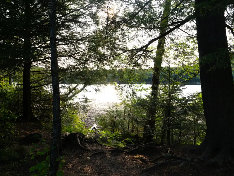 Bosque junto a un lago